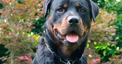 Un rottweiler cuidó a un bebé recién nacido durante toda una noche Un rottweiler cuidó a un bebé recién nacido durante toda una noche
