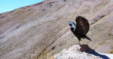 Cóndor fue liberado en la Cuesta de Lipán Cóndor fue liberado en la Cuesta de Lipán