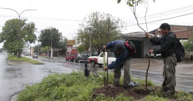 Reponen ejemplares de ceibo en avenida Corrientes Reponen ejemplares de ceibo en avenida Corrientes