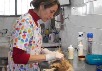 Zoonosis llevará el quirófano móvil a cuatro barrios de San Salvador de Jujuy Zoonosis llevará el quirófano móvil a cuatro barrios de San Salvador de Jujuy