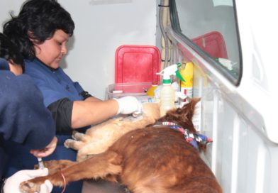 Zoonosis recorrerá distintos barrios de Jujuy con castraciones, vacunación y quirófano móvil
