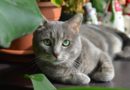 Investigadores de la UNJu estudiarán la presencia de toxoplasmosis en gatos domésticos de Jujuy