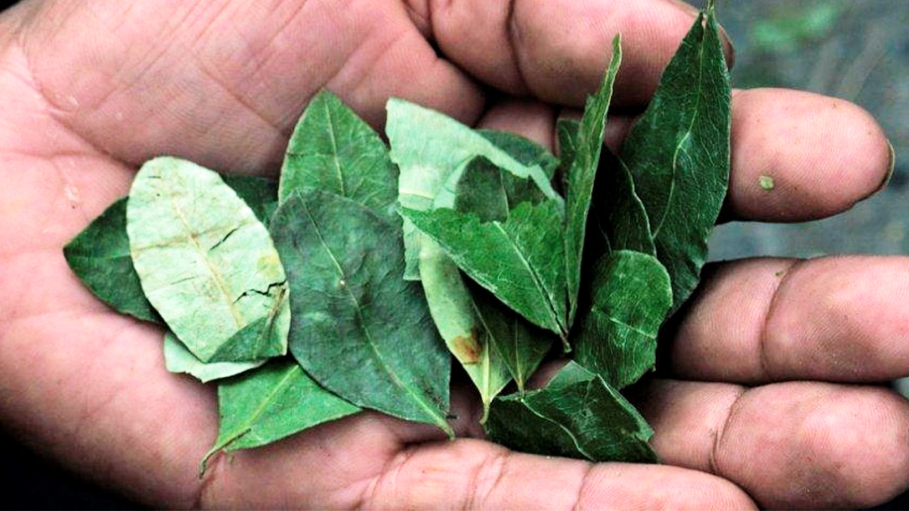 Morales propone repartir hojas de coca incautadas de manera gratuita