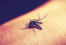 Rosario: murió por dengue una joven de 25 años que no tenía comorbilidades
