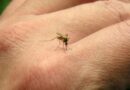 101 nuevos casos de dengue en la provincia