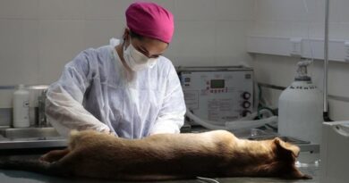 Zoonosis realiza operativos en barrios con castración, vacunación y registro de mascotas