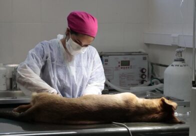 Zoonosis realiza operativos en barrios con castración, vacunación y registro de mascotas