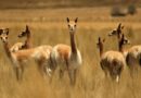 Condenaron por caza furtiva de vicuñas en Jujuy: fallo clave en defensa de la fauna silvestre