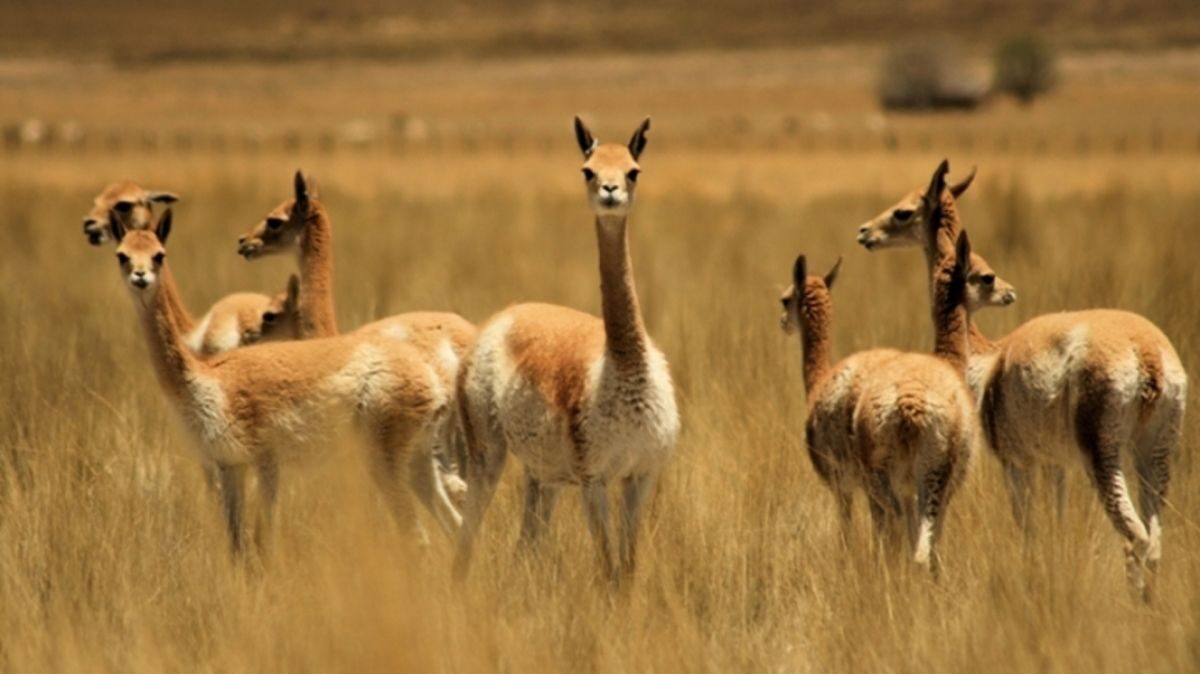 caza de vicuñas