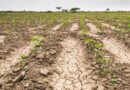 Requisitos para acceder a créditos destinados a agricultores de las Yungas con certificado de emergencia por la sequía en la región
