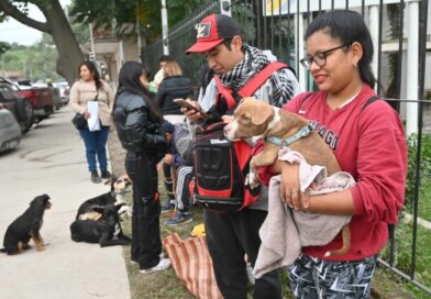 La Municipalidad de San Salvador de Jujuy realiza vacunación antirrábica y castraciones masivas en Alto Comedero