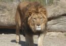 Un león mató a un cuidador en un zoológico de Nigeria