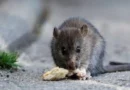 Alarma en la Patagonia por un nuevo caso de hantavirus