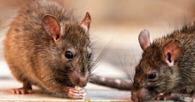 Aumentaron los casos de leptospirosis: tres provincias están muy complicadas