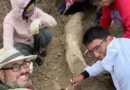 Descubren un colmillo fósil de mastodonte de más de 1,5 metros en la costa bonaerense