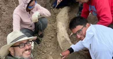 Descubren un colmillo fósil de mastodonte de más de 1,5 metros en la costa bonaerense