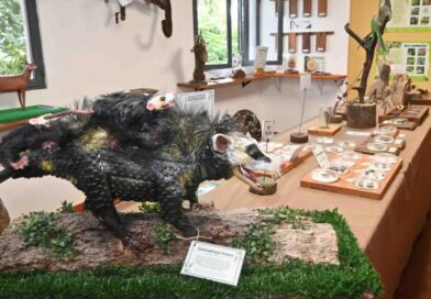 El Parque Botánico Barón Schuel lanza actividades educativas por el inicio del ciclo lectivo 2026