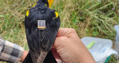 Colocan transmisores GPS para estudiar un ave en peligro de extinción en Argentina