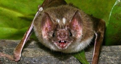 Alerta sanitaria en Salta: amplían operativo tras detectar rabia en un murciélago