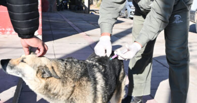 Cronograma semanal de castraciones y vacunación antirrábica en San Salvador de Jujuy