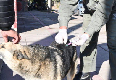 Cronograma semanal de castraciones y vacunación antirrábica en San Salvador de Jujuy