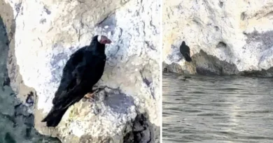 Intentaban rescatar a un pichón de cóndor andino en Mendoza y descubrieron que era otra ave