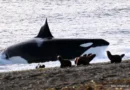 Las orcas vuelven a cautivar a turistas en Península Valdés con una técnica de caza única en el mundo