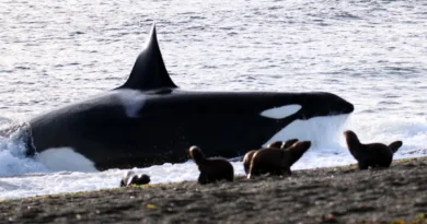 Las orcas vuelven a cautivar a turistas en Península Valdés con una técnica de caza única en el mundo