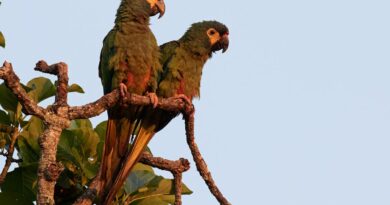 Buscan reintroducir en Argentina al maracaná lomo rojo, una especie extinguida hace décadas Buscan reintroducir en Argentina al maracaná lomo rojo, una especie extinguida hace décadas