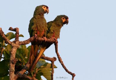 Buscan reintroducir en Argentina al maracaná lomo rojo, una especie extinguida hace décadas Buscan reintroducir en Argentina al maracaná lomo rojo, una especie extinguida hace décadas
