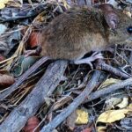 ratón hanta virus