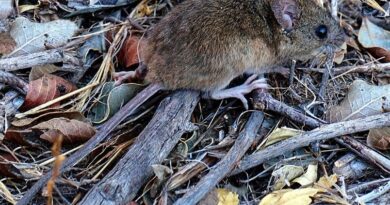 Confirmaron que el paciente internado con hantavirus en Bariloche tiene la cepa Andes