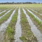 Jujuy: lanzaron un plan de pago con hasta 80% de descuento para el canon de riego riego plantación