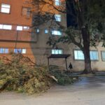 El viento Zonda provocó destrozos en Jujuy: caída de postes, voladura de techos e incendios en distintos puntos de la provincia caida de árboles