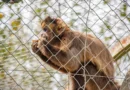 Tras los ataques registrados en la capital, Ambiente difundió recomendaciones sobre cómo actuar ante la presencia de monos en Jujuy