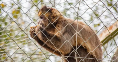 Tras los ataques registrados en la capital, Ambiente difundió recomendaciones sobre cómo actuar ante la presencia de monos en Jujuy Tras los ataques registrados en la capital, Ambiente difundió recomendaciones sobre cómo actuar ante la presencia de monos en Jujuy