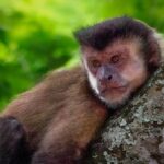 Confirman dos casos de mordeduras de monos en Jujuy y piden extremar los cuidados monos jujuy