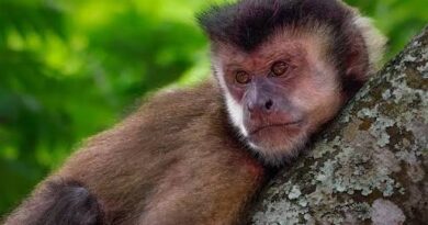 Confirman dos casos de mordeduras de monos en Jujuy y piden extremar los cuidados