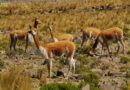 Rescataron 42 vicuñas en la Puna jujeña e imputaron al dueño de un criadero por presunto maltrato animal Rescataron 42 vicuñas en la Puna jujeña e imputaron al dueño de un criadero por presunto maltrato animal