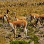 vicuñas