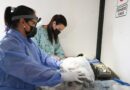 El quirófano móvil de Zoonosis llegará esta semana a los barrios 13 de Julio y Alto Comedero