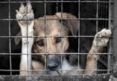 Avanzan en Jujuy en la creación de un registro de personas sancionadas por maltrato animal