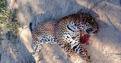 Lo acusaron de matar un yaguareté, hallaron un cuero de puma en su freezer y ahora comienza el juicio