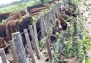 Viral: una impresionante bandada de loros invadió un feedlot vacuno y las imágenes sorprendieron en redes