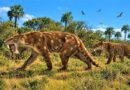Hallaron en Miramar una nueva especie de “dientes de sable” que vivió hace 2,5 millones de años