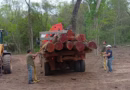 Decomisaron 16 rollos de madera nativa por una extracción forestal no autorizada en San Pedro Decomisaron 16 rollos de madera nativa por una extracción forestal no autorizada en San Pedro