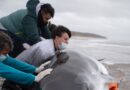 Encontraron una ballena de una especie poco habitual en San Clemente del Tuyú: intentaron rescatarla, pero murió Encontraron una ballena de una especie poco habitual en San Clemente del Tuyú: intentaron rescatarla, pero murió