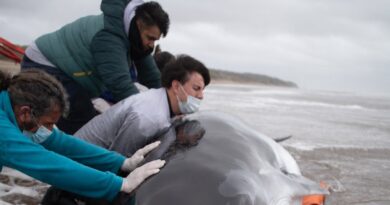 Encontraron una ballena de una especie poco habitual en San Clemente del Tuyú: intentaron rescatarla, pero murió Encontraron una ballena de una especie poco habitual en San Clemente del Tuyú: intentaron rescatarla, pero murió